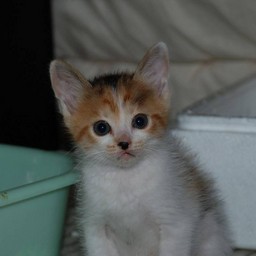 子猫・シー