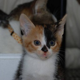 子猫・ラム