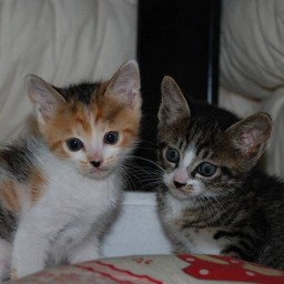 子猫