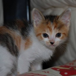 子猫・シー