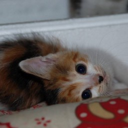 子猫・シー