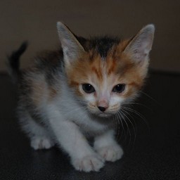 子猫・シー