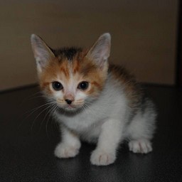 子猫・シー