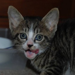 子猫・ミー