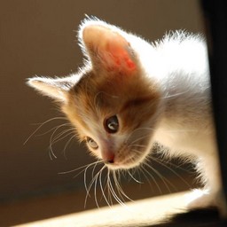 子猫・シー