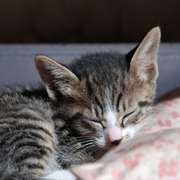子猫・ミー