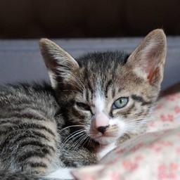 子猫・ミー