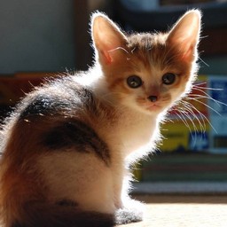 子猫・シー