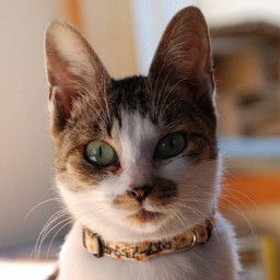 母猫・小太郎