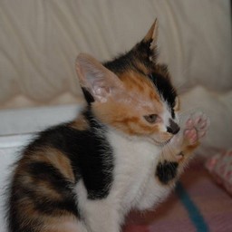 子猫・ラム