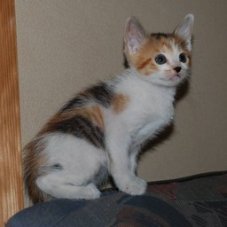 子猫・シー