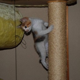 子猫・シー