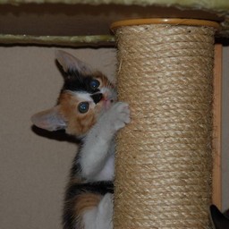子猫・ラム