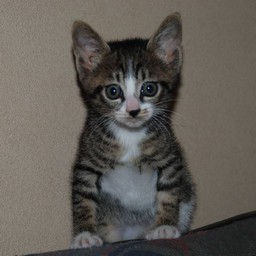 子猫・ミー