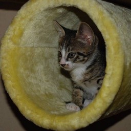 子猫・ミー