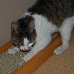 母猫・小太郎