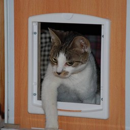 母猫・小太郎