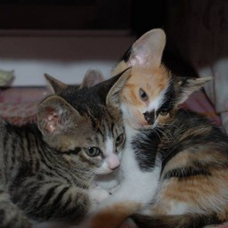 子猫