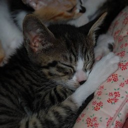 子猫・ミー