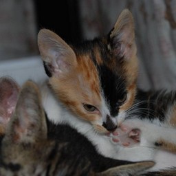 子猫・ラム