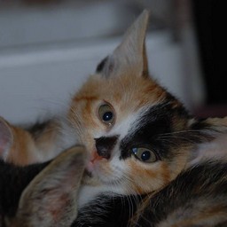 子猫・ラム