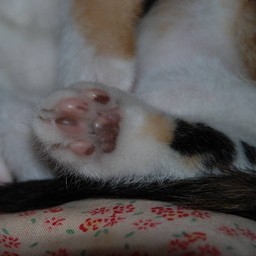 子猫・ラム