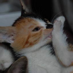 子猫・ラム