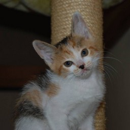 子猫・シー