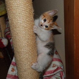 子猫・シー