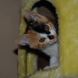 子猫・ラム