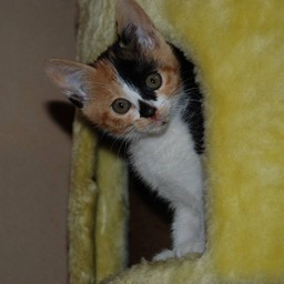 子猫・ラム