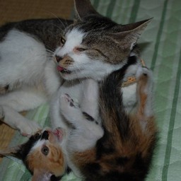 猫・母と子