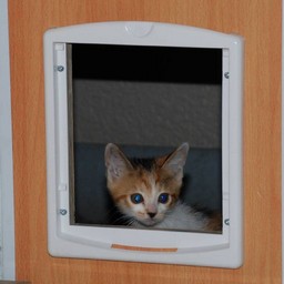 子猫・シー