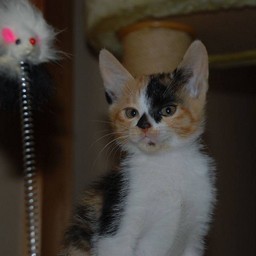 子猫・ラム