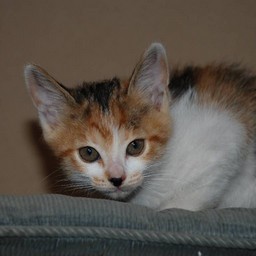 子猫・シー