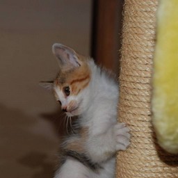 子猫・シー