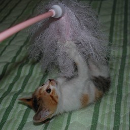 子猫・シー