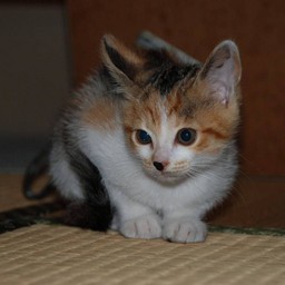 子猫・シー