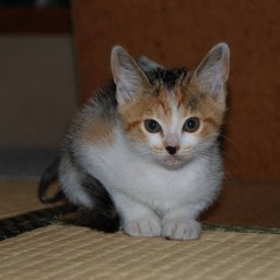 子猫・シー