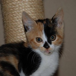 子猫・ラム