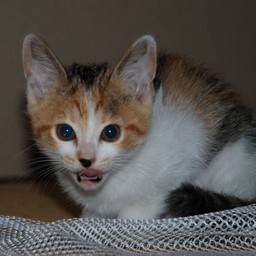 子猫・シー