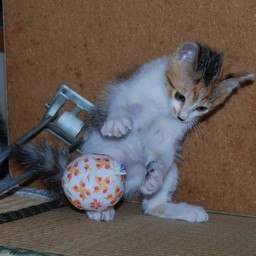 子猫・シー