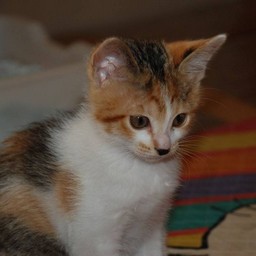 子猫・シー