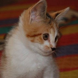 子猫・シー