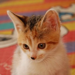 子猫・シー