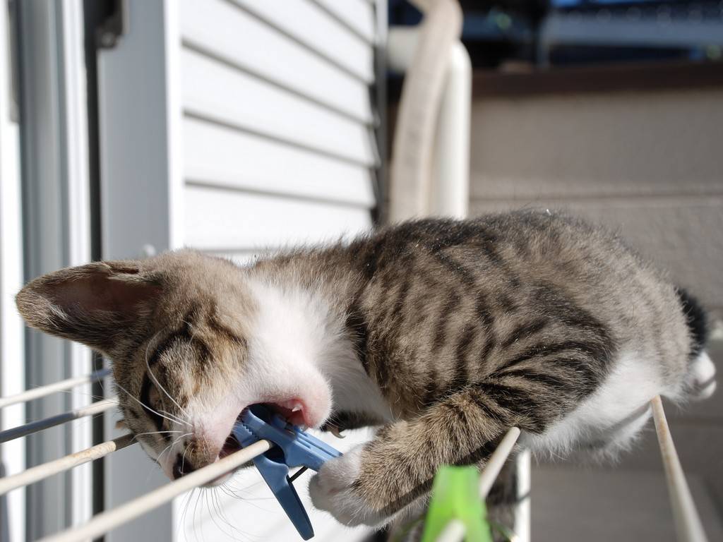 ʌzJsEqLE~[ -  - ʐ^f - ݃{