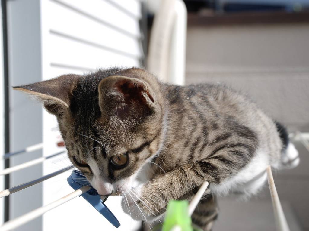 ʌzJsEqLE~[ -  - ʐ^f - ݃{