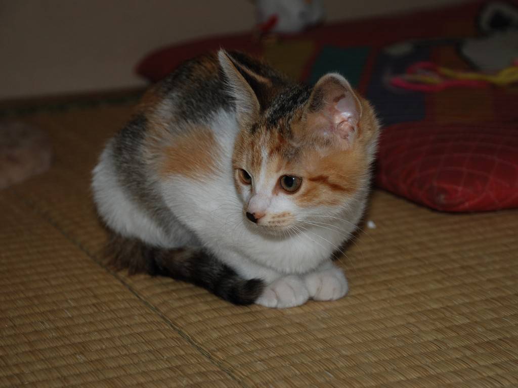 ʌzJsEqLEV[ -  - ʐ^f - ݃{