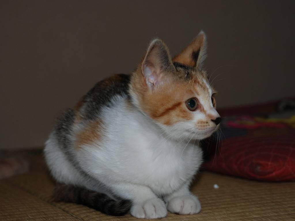 ʌzJsEqLEV[ -  - ʐ^f - ݃{