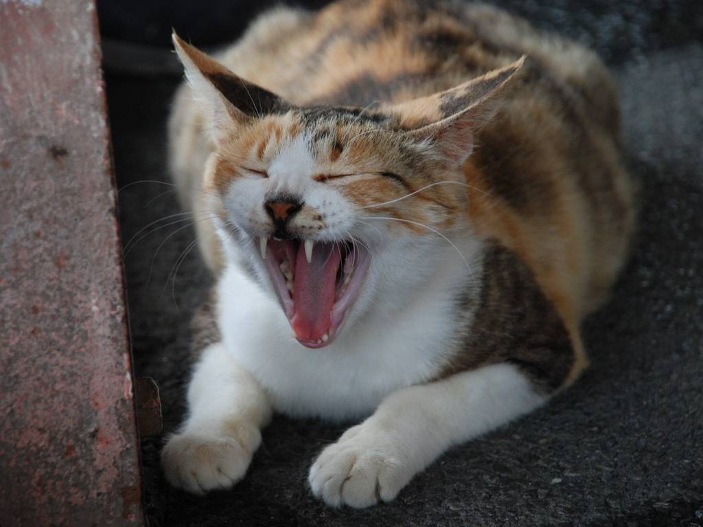 tE{VkJwEL -  - ʐ^f - ݃{